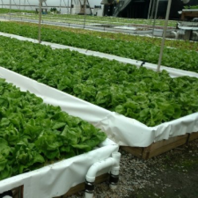 Lettuce